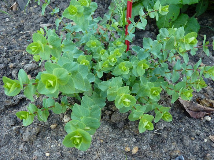 Origanum x 'Kent Beauty'